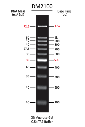 100 bp DNA Ladder